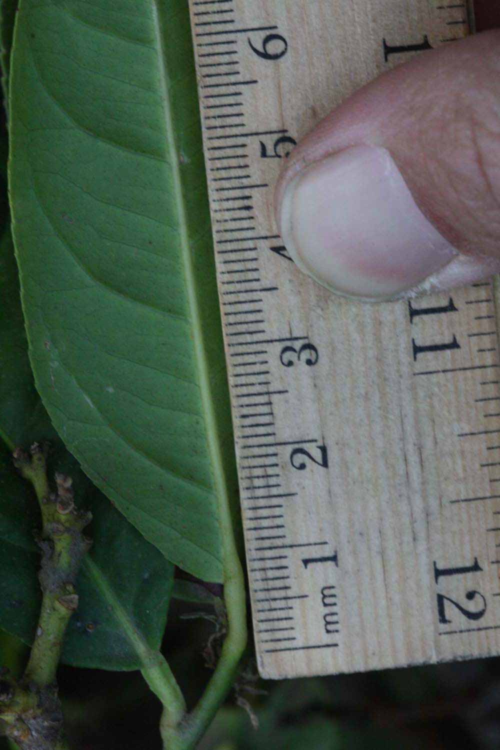              Unifoliolate leaf (Riverside, CA)       